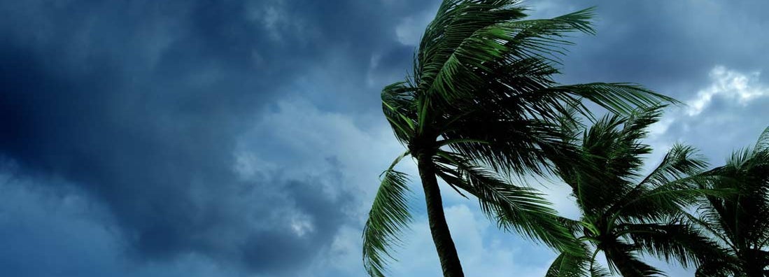 Waving palm trees in windy tropical storm over cloudy dark sky. Find hurricane insurance.